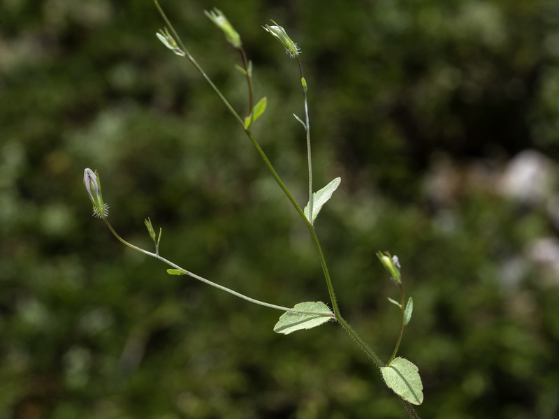 Campanula cabezudoi.08