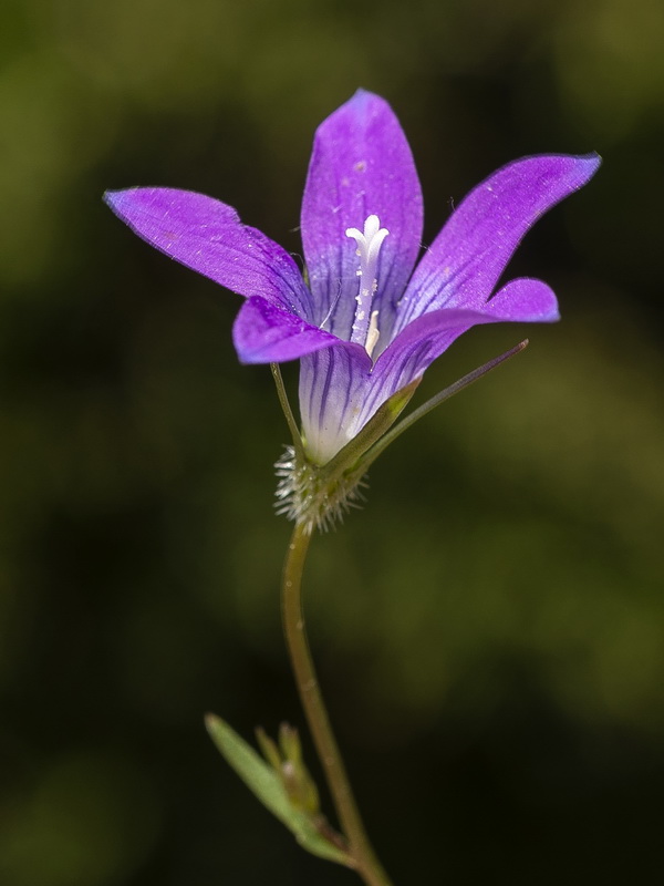 Campanula cabezudoi.11