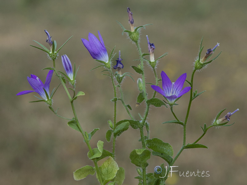 Campanula cabezudoi.14