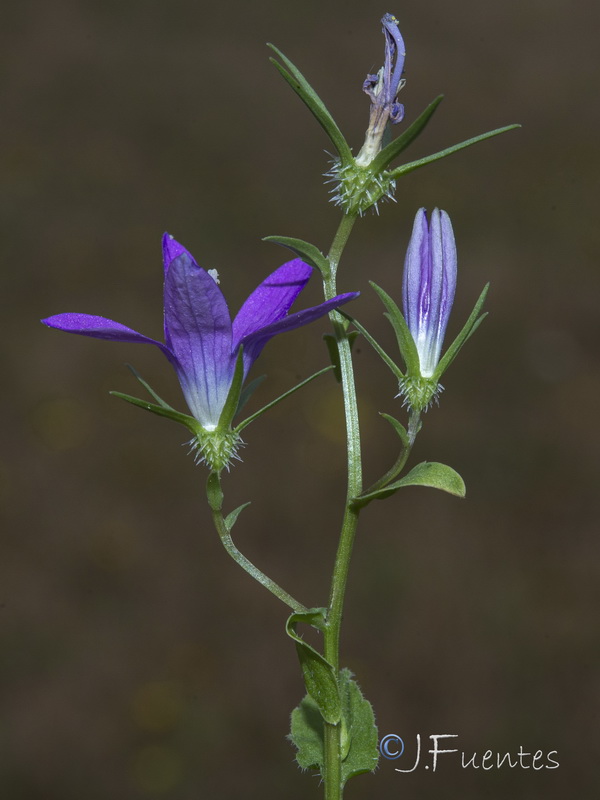 Campanula cabezudoi.15