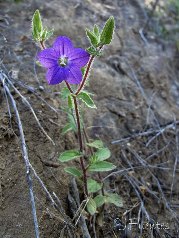 Campanula dichotoma.01