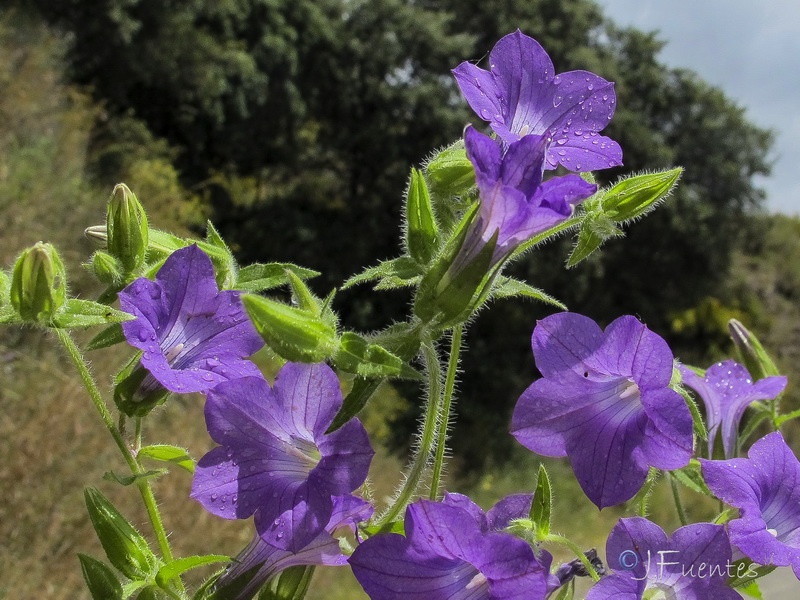 Campanula dichotoma.02