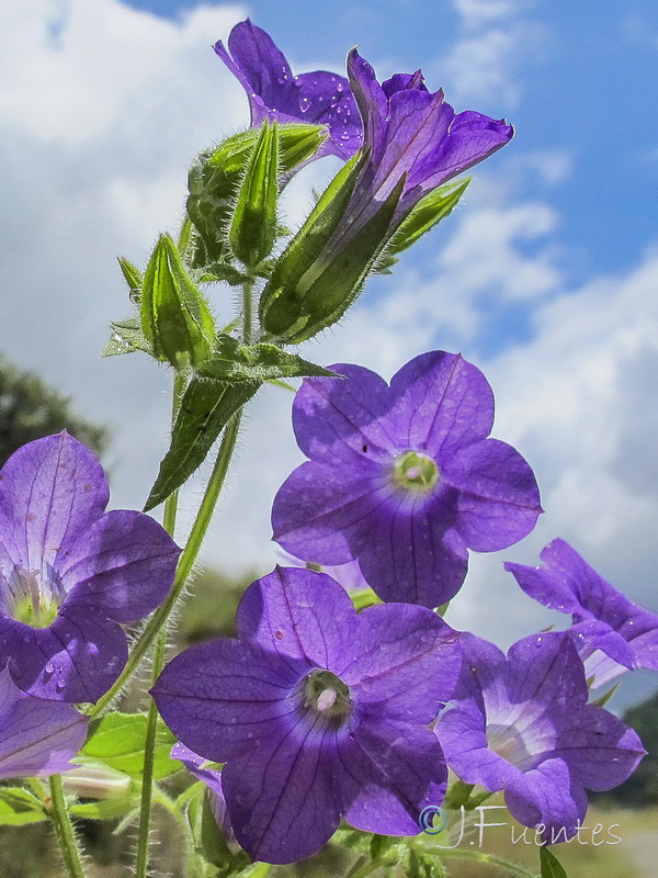 Campanula dichotoma.03