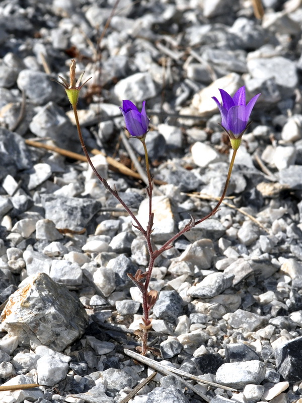 Campanula dieckii.01