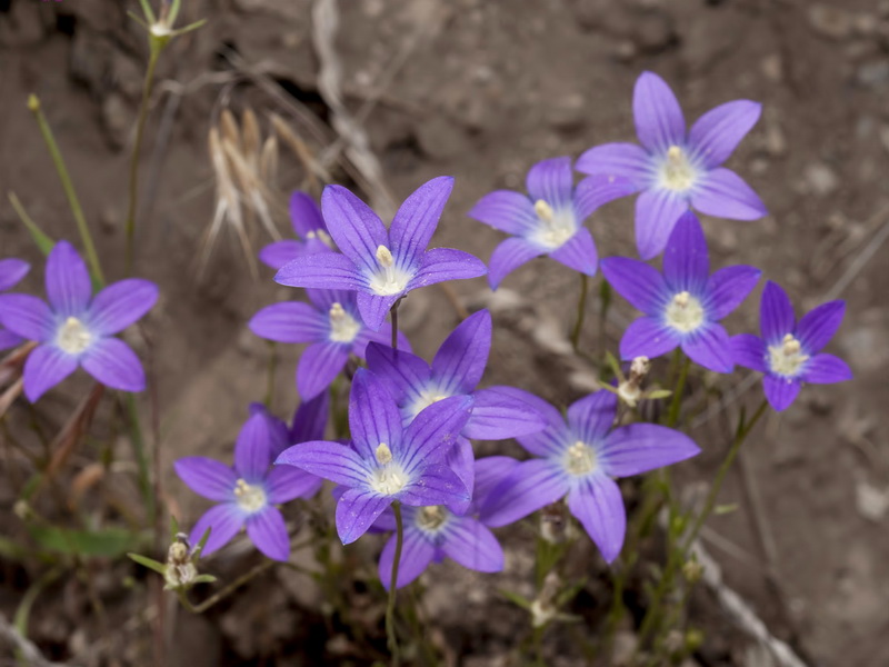 Campanula dieckii.06