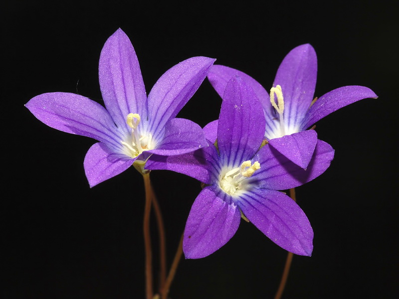 Campanula dieckii.12