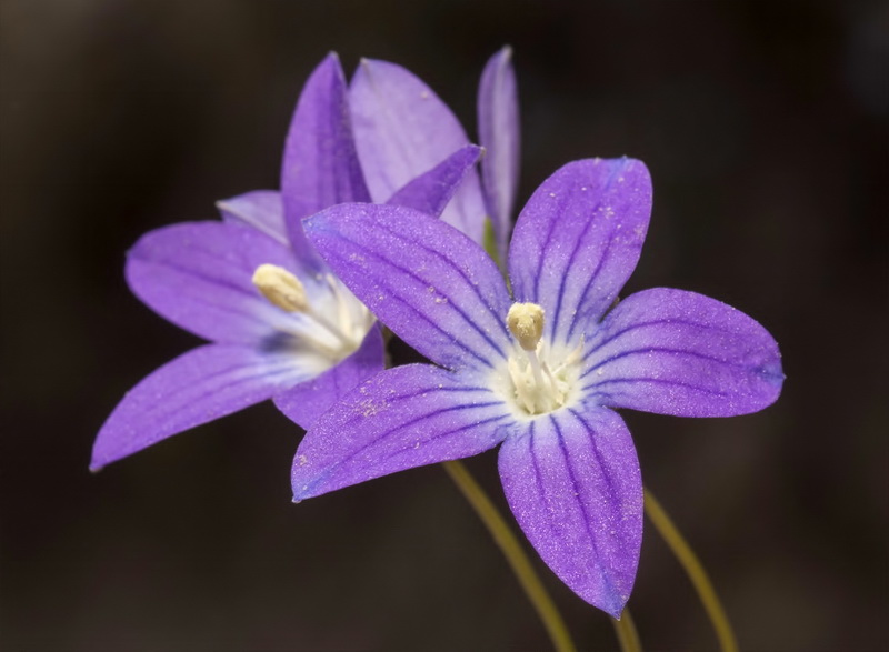 Campanula dieckii.15