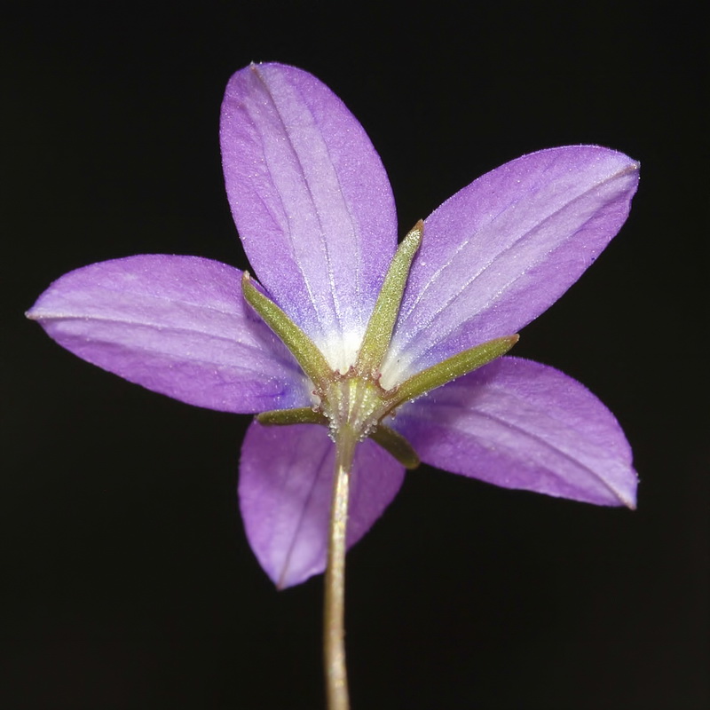 Campanula dieckii.26