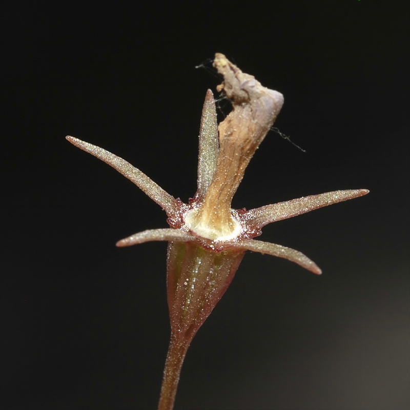 Campanula dieckii.30