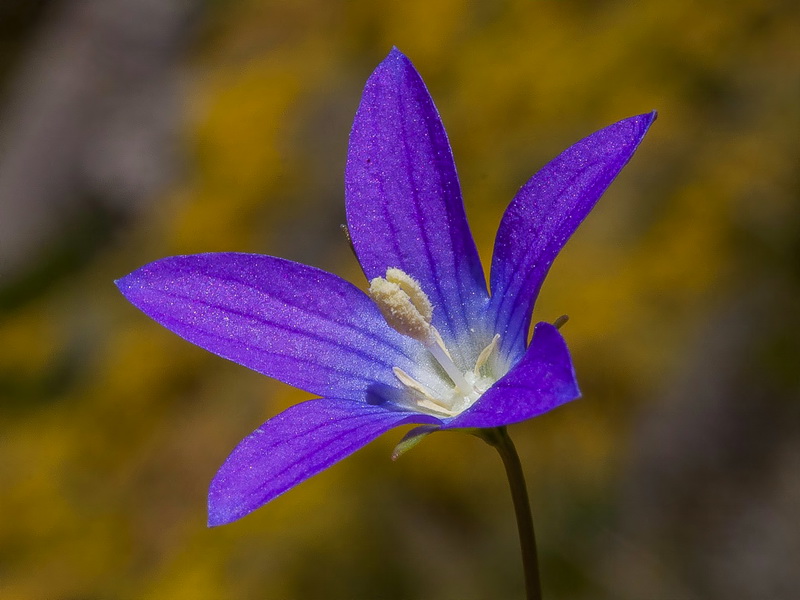 Campanula dieckii.19