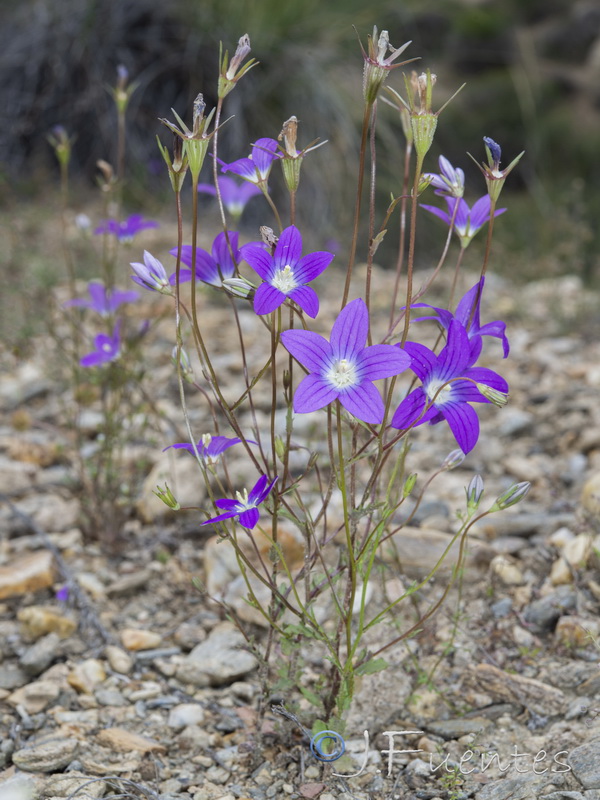 Campanula dieckii.34