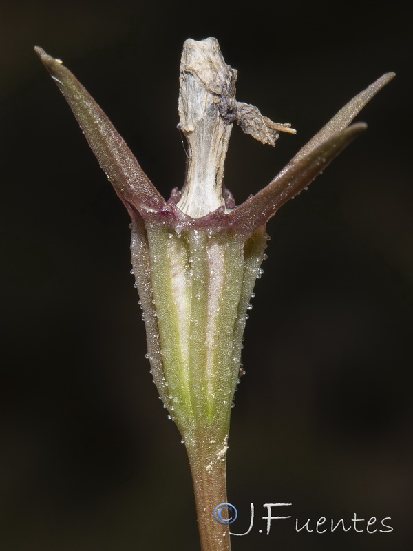 Campanula dieckii.35