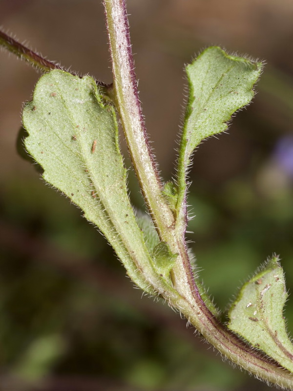 Campanula erinus.04