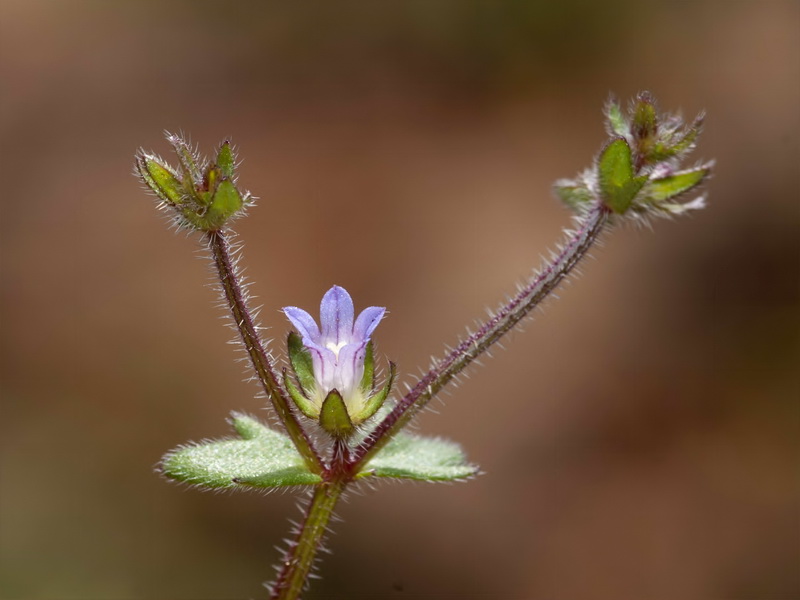 Campanula erinus.06