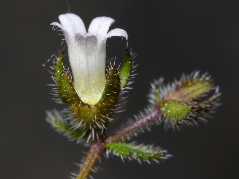 Campanula erinus.07