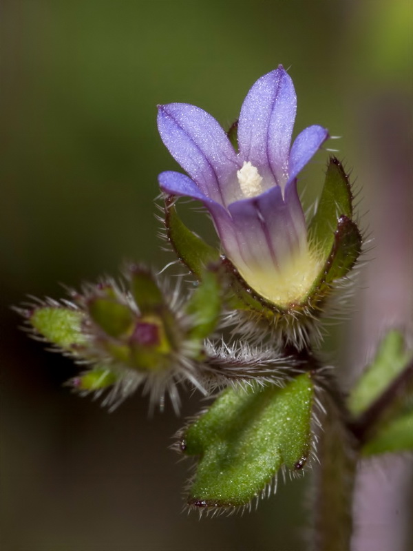 Campanula erinus.12