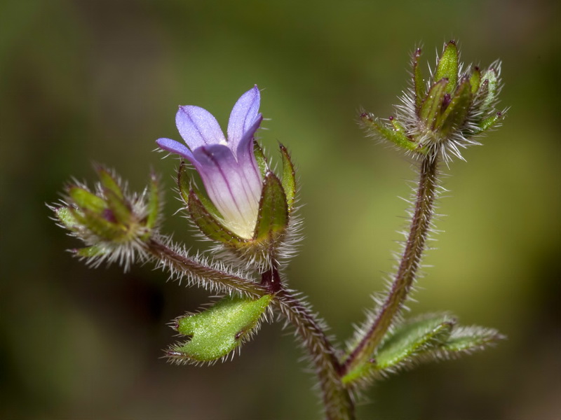 Campanula erinus.13