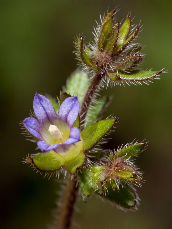 Campanula erinus.14