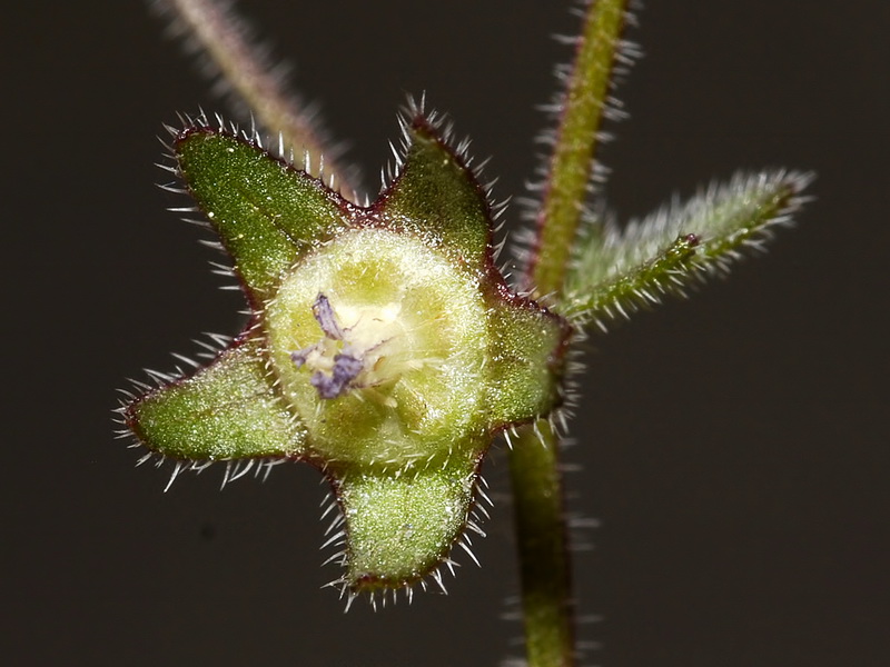 Campanula erinus.17