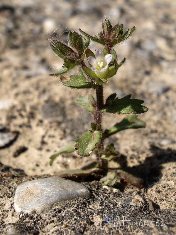 Campanula erinus.19