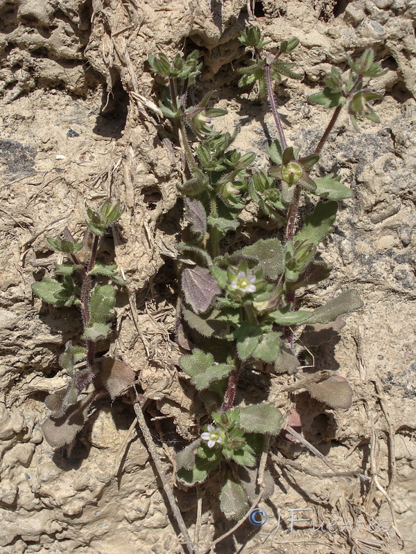 Campanula erinus.20