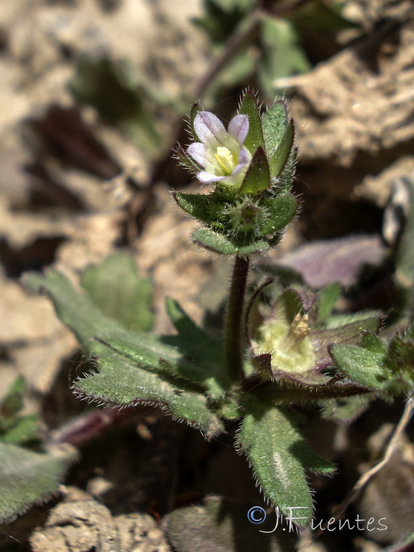 Campanula erinus.22