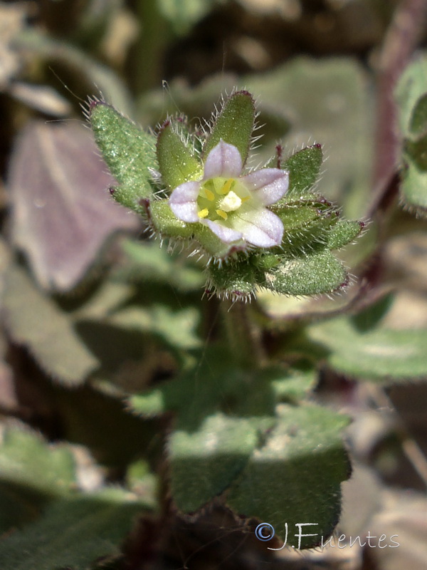 Campanula erinus.23