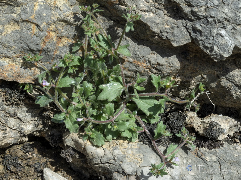 Campanula erinus.24