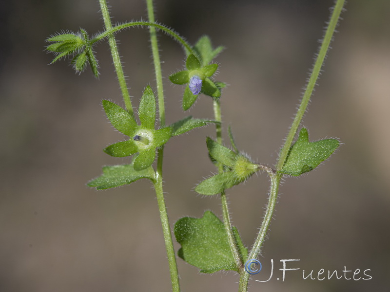 Campanula erinus.26