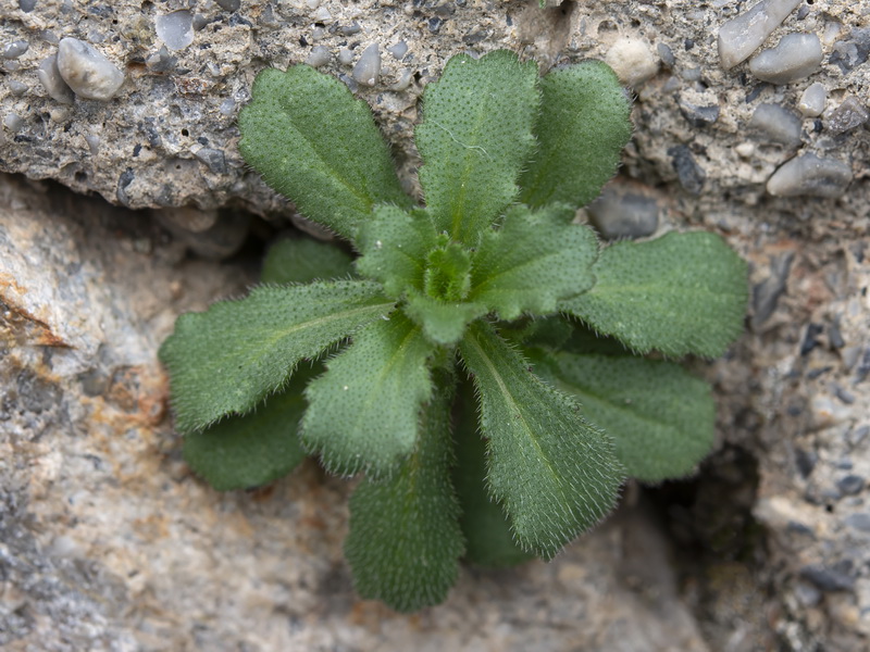 Campanula erinus.27