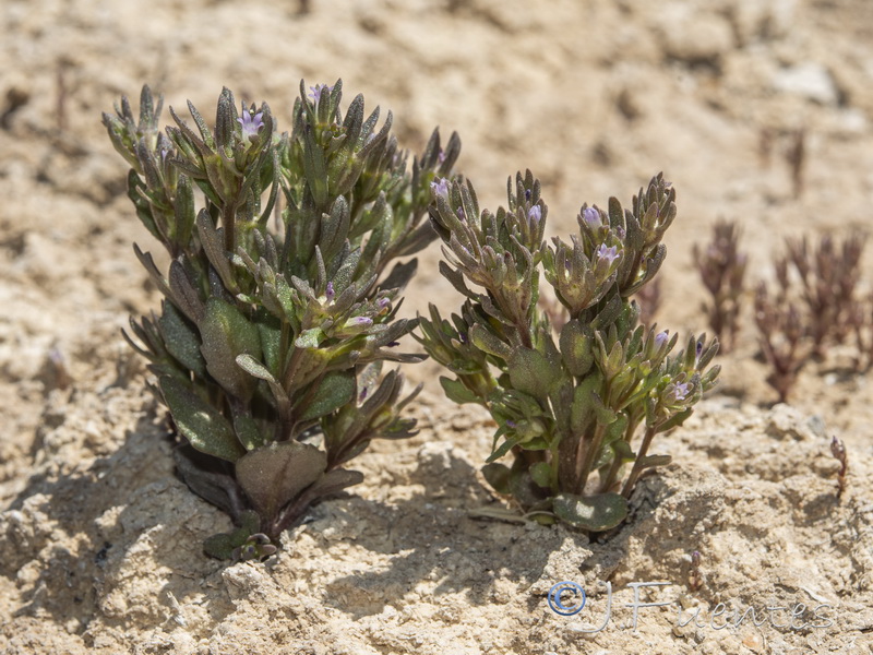 Campanula fastigiata.05