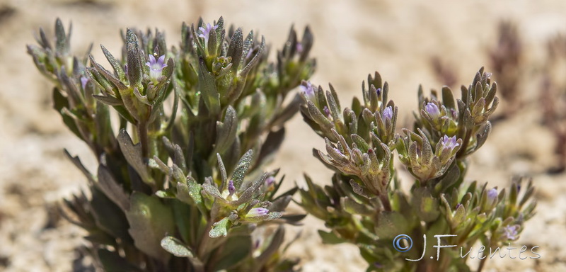 Campanula fastigiata.07