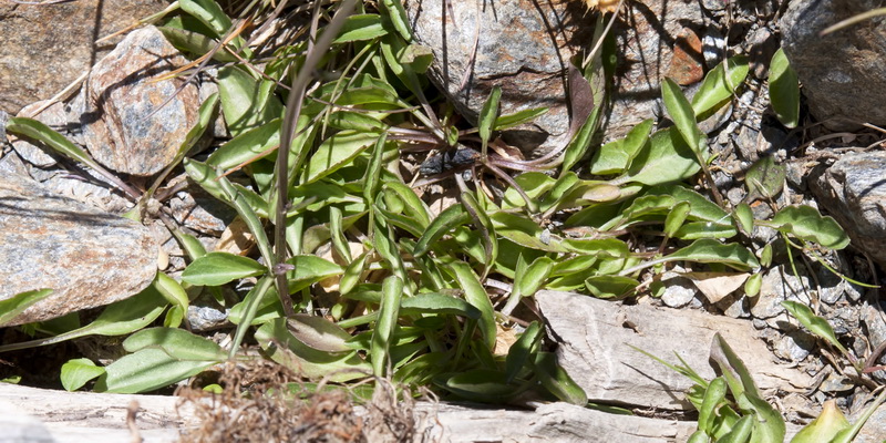 Campanula herminii.06