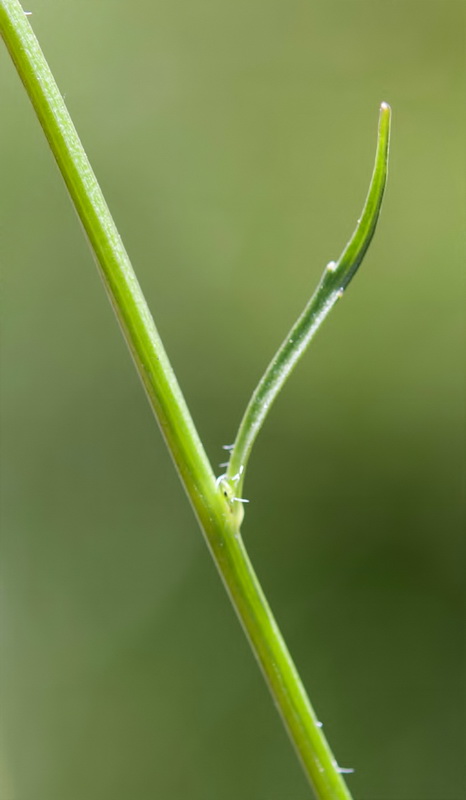 Campanula herminii.07