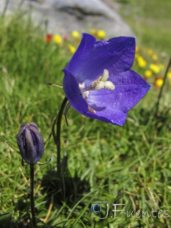 Campanula herminii.09