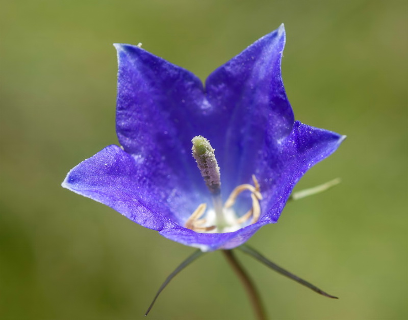 Campanula herminii.10