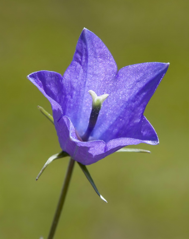 Campanula herminii.12
