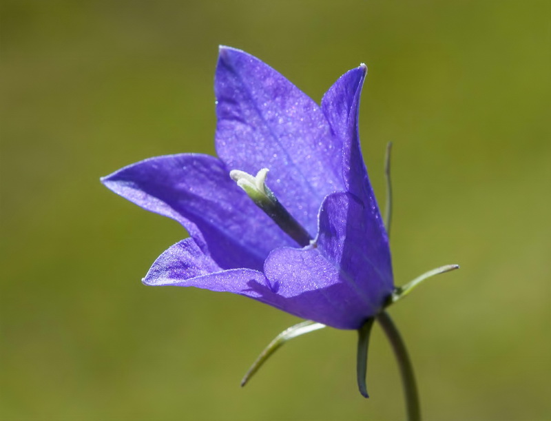 Campanula herminii.13