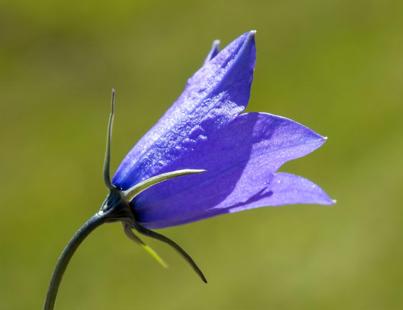 Campanula herminii.16