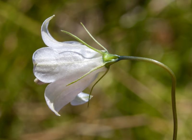 Campanula herminii.17