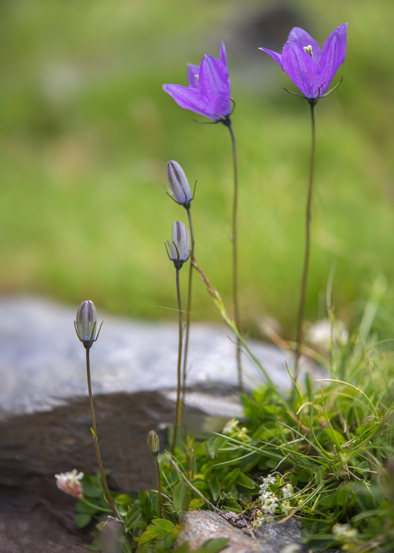 Campanula herminii.04