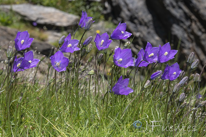 Campanula herminii.20