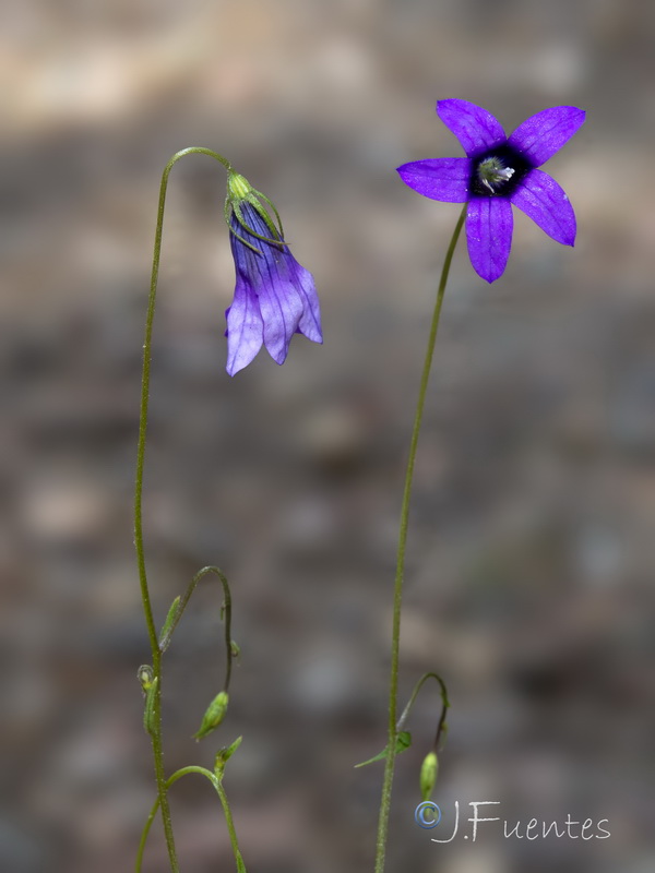 Campanula lusitanica.05