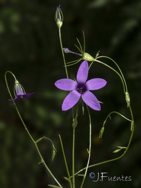 Campanula lusitanica.06