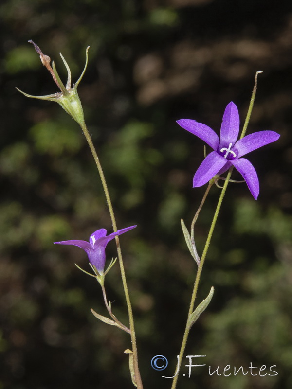 Campanula lusitanica.14