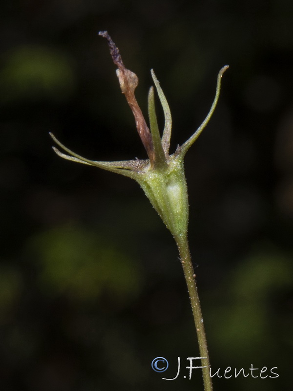 Campanula lusitanica.15