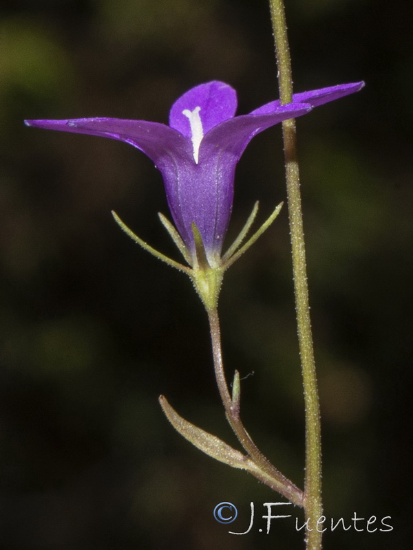 Campanula lusitanica.16