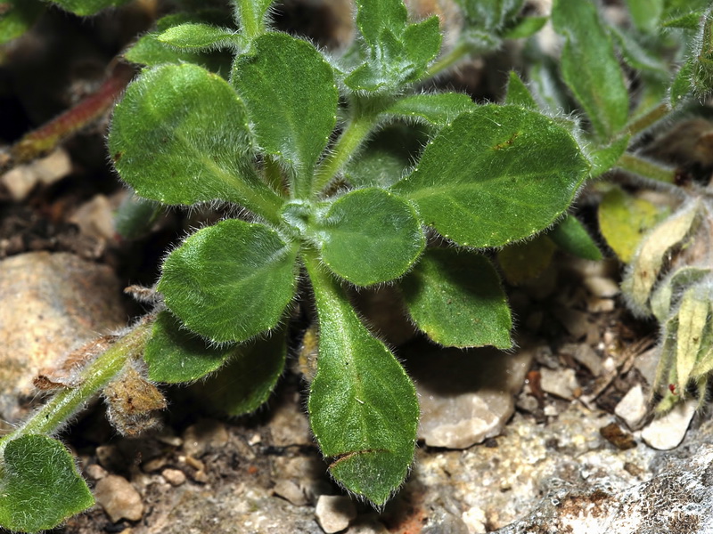 Campanula mollis.04