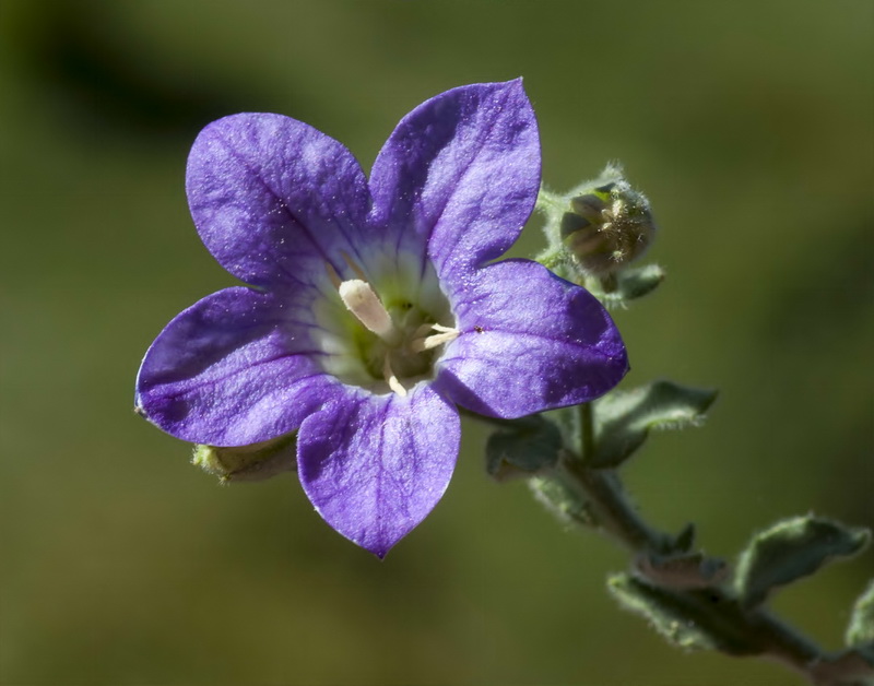 Campanula mollis.18