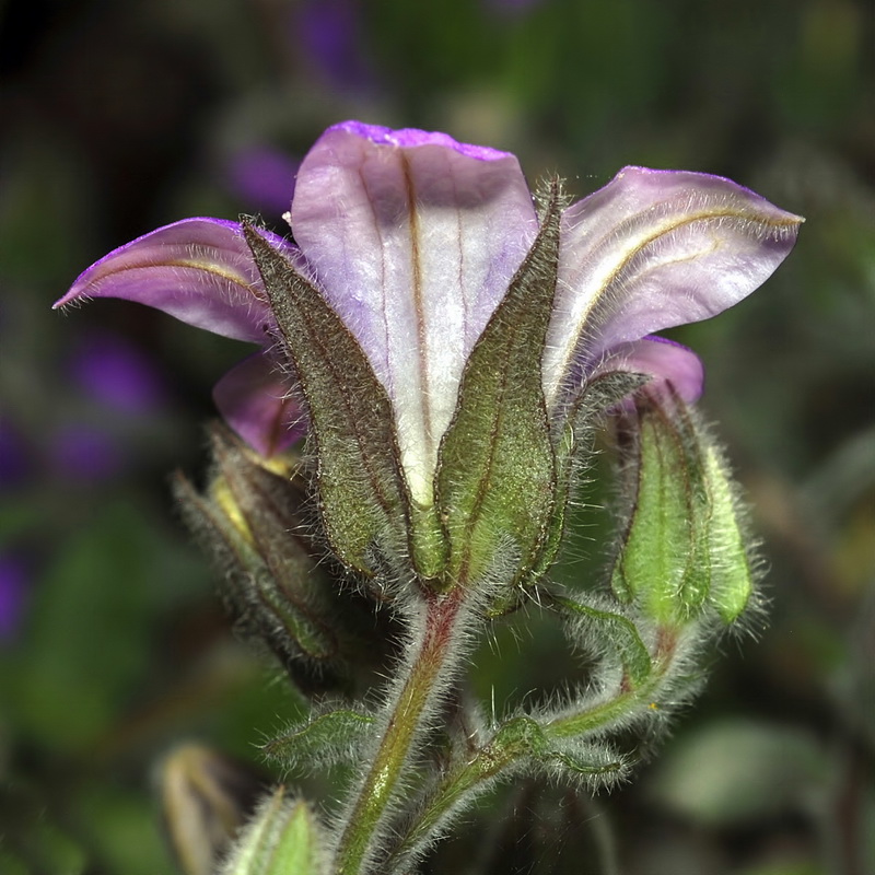 Campanula mollis.28
